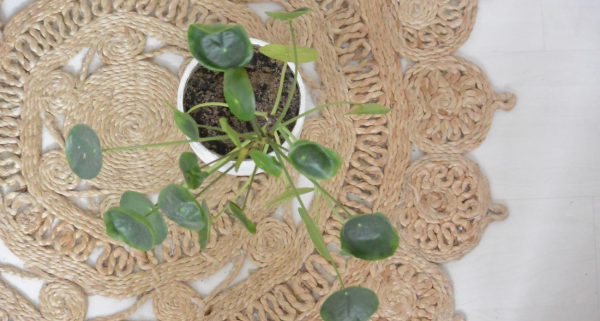 pilea