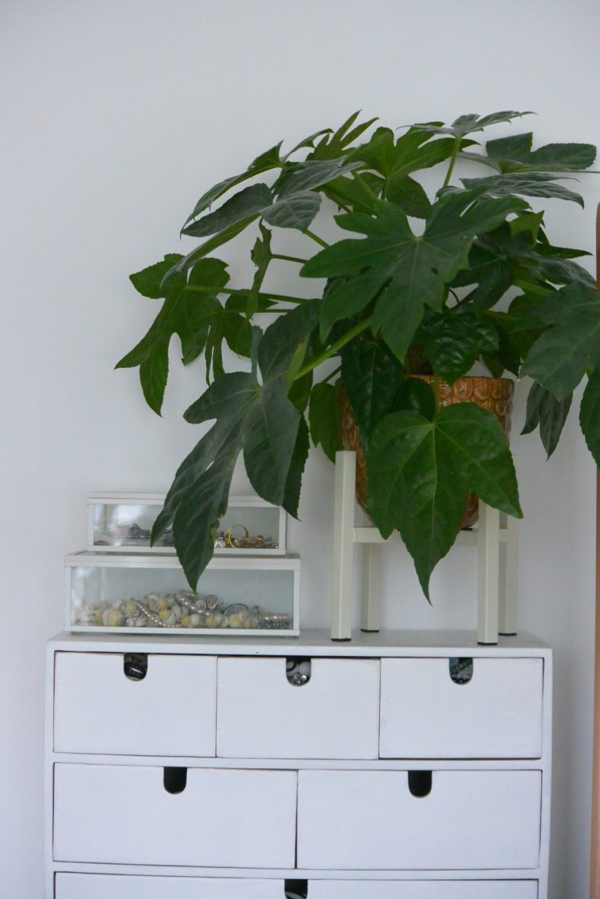 planten in je slaapkamer