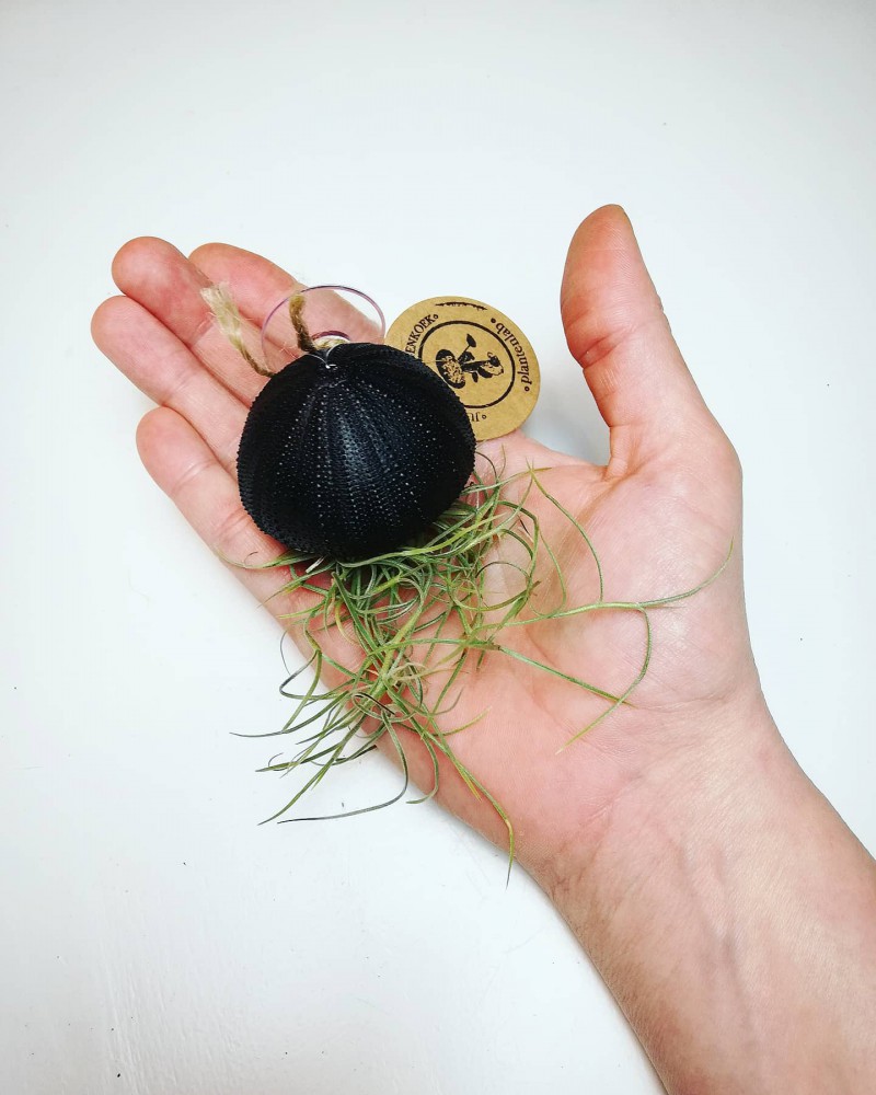 black airplant