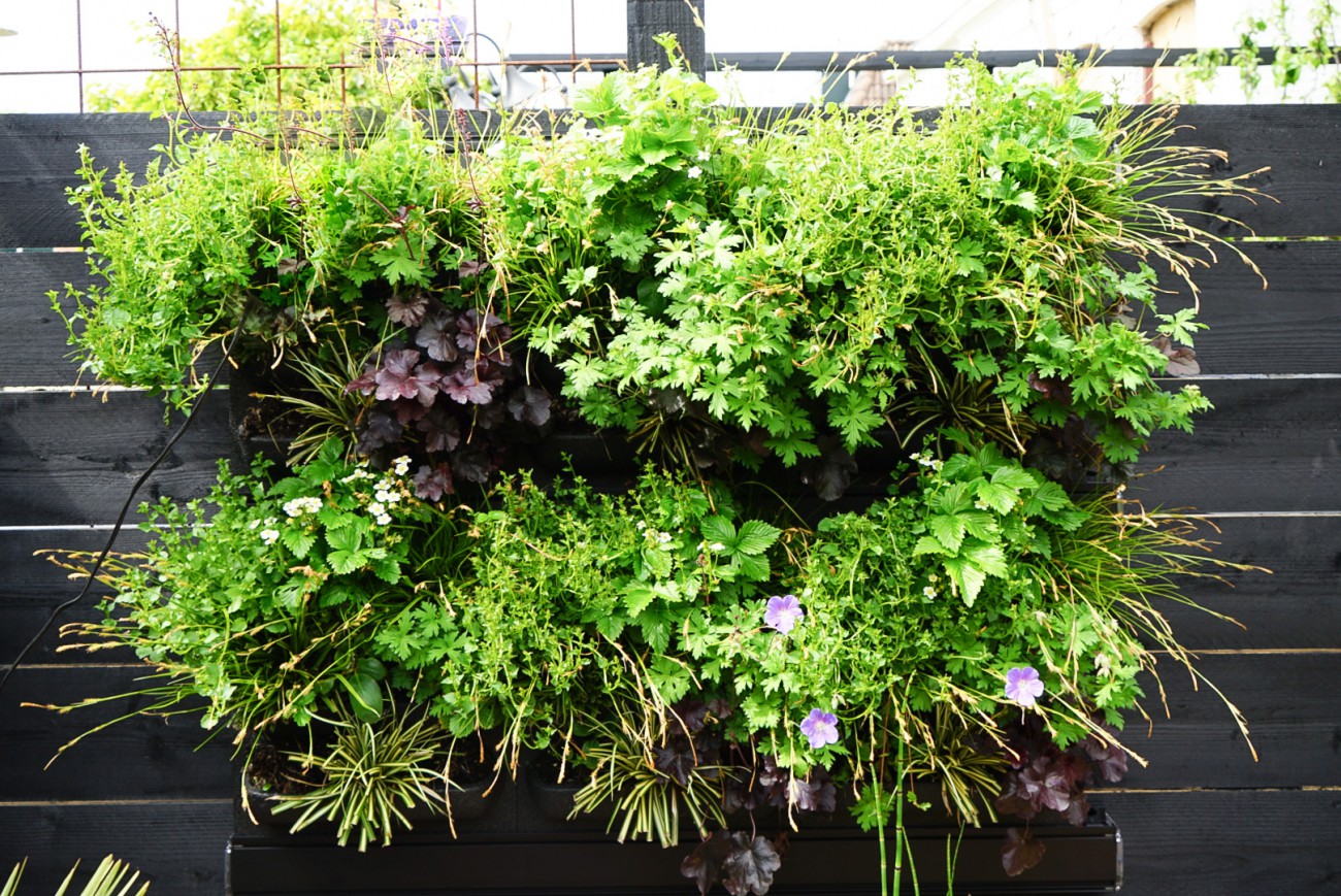 een urban jungle planten wand