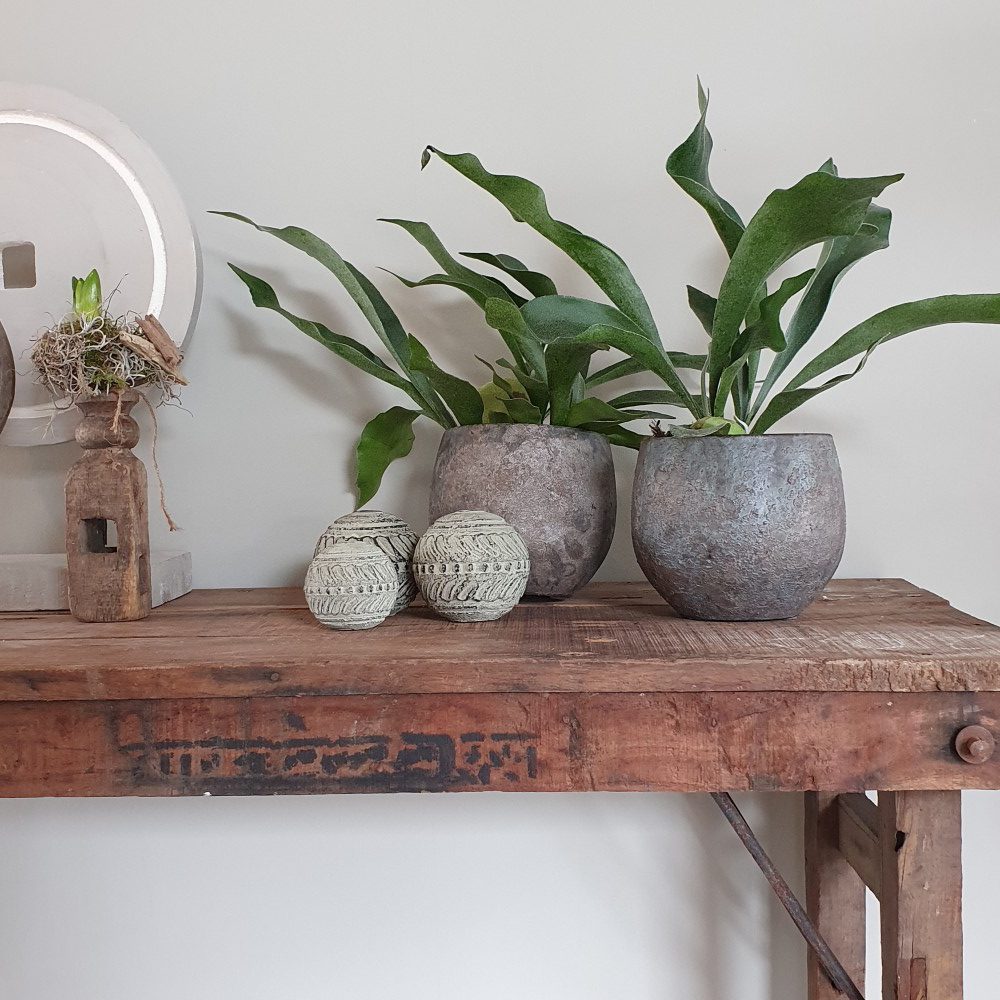 Planten die passen binnen een landelijke stijl interieur 